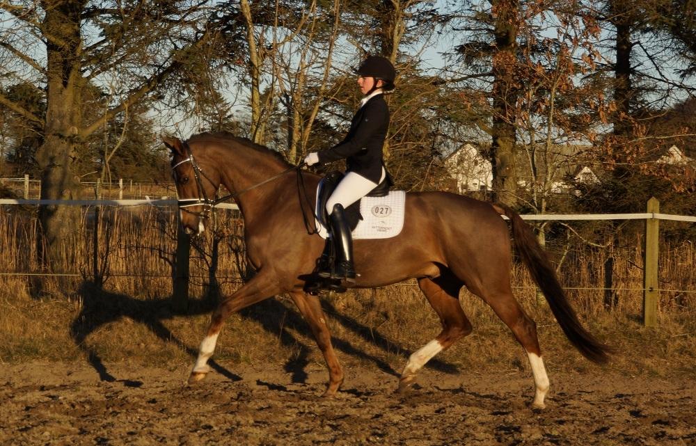 Hollandsk Varmblod Daan - SOLGT ! - Stævne i Han Herred D. 19-21 feb 2016! Han var igen en stjerne og var så dygtig i MB med placering og fine procenter <3 billede 2