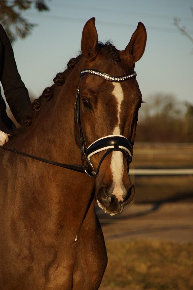 Hollandsk Varmblod Daan - SOLGT ! - Stævne i Han Herred D. 19-21 feb 2016! Han var igen en stjerne og var så dygtig i MB med placering og fine procenter <3 billede 3