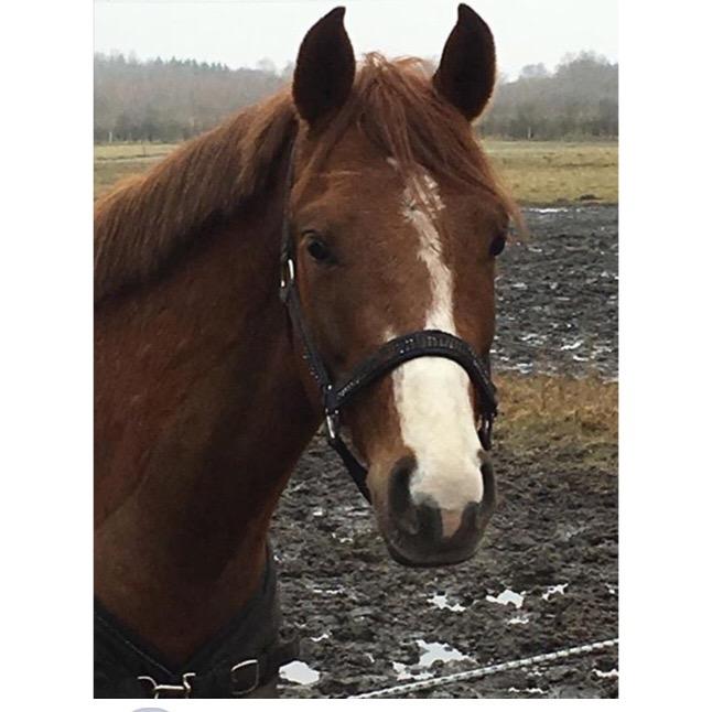 DSP hesselbjergs sunset billede 14