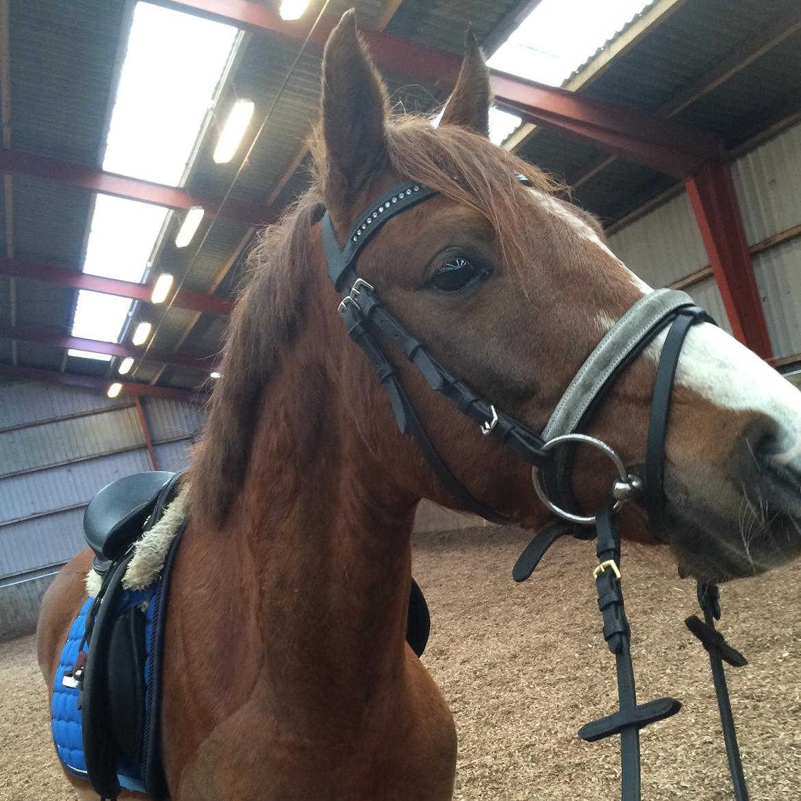 DSP hesselbjergs sunset billede 2