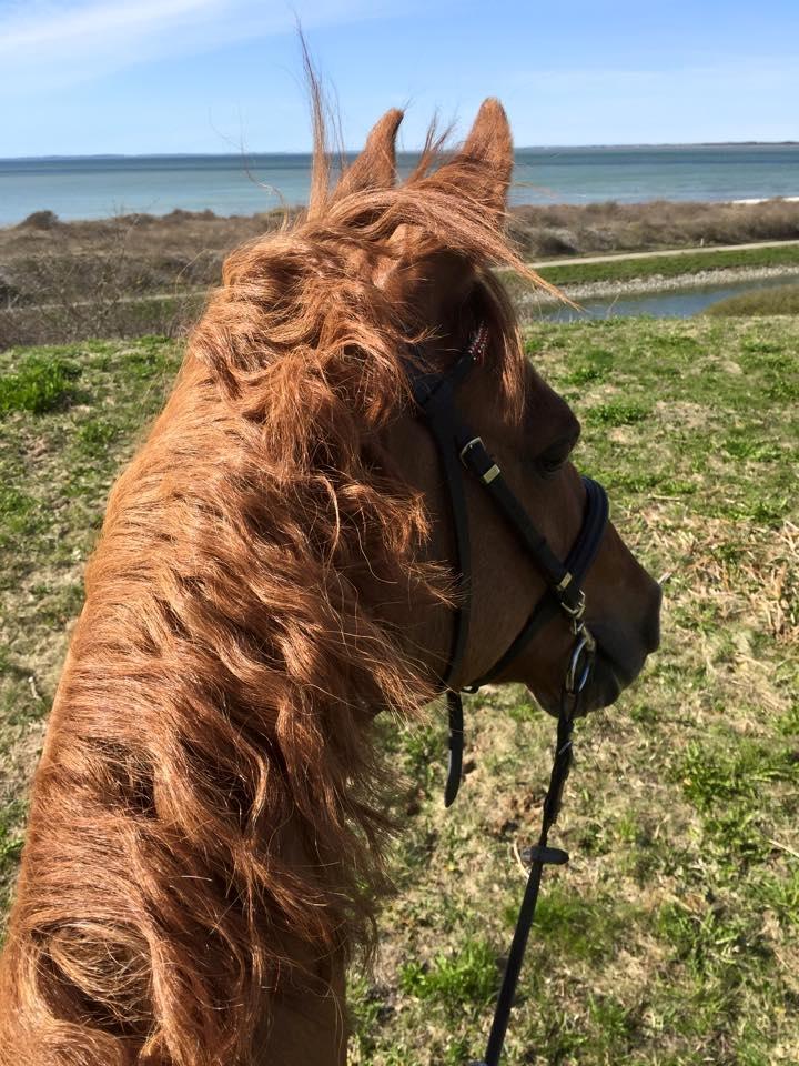 Welsh Partbred (Sec F) Daimler - Dejlig tur efter stævne. <3 billede 9