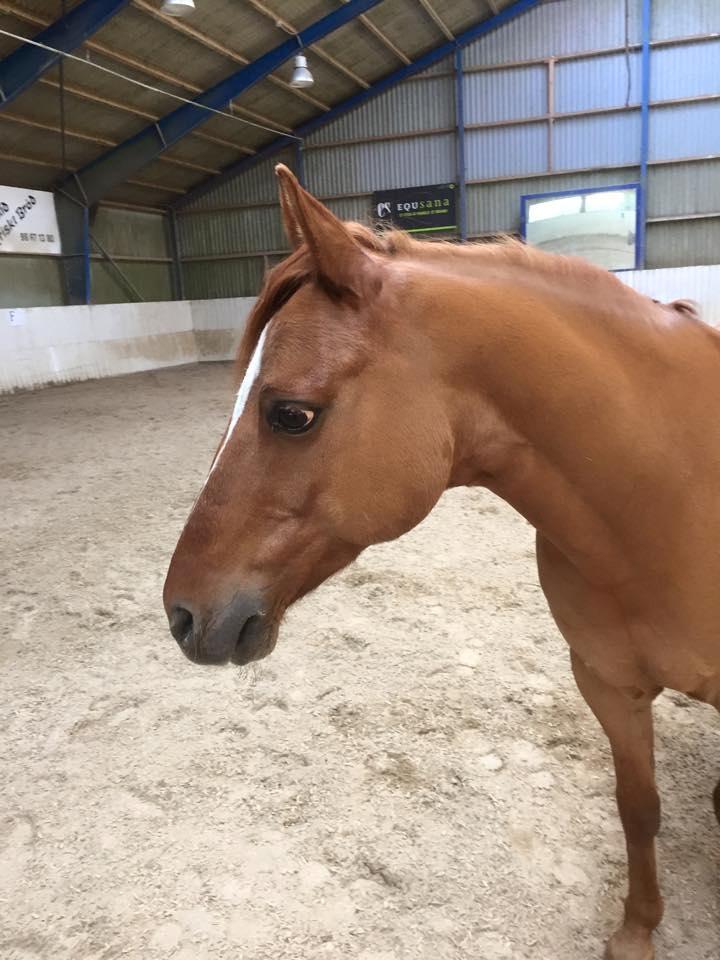 Welsh Partbred (Sec F) Daimler - Daimie fri i hallen uden udstyr. billede 16