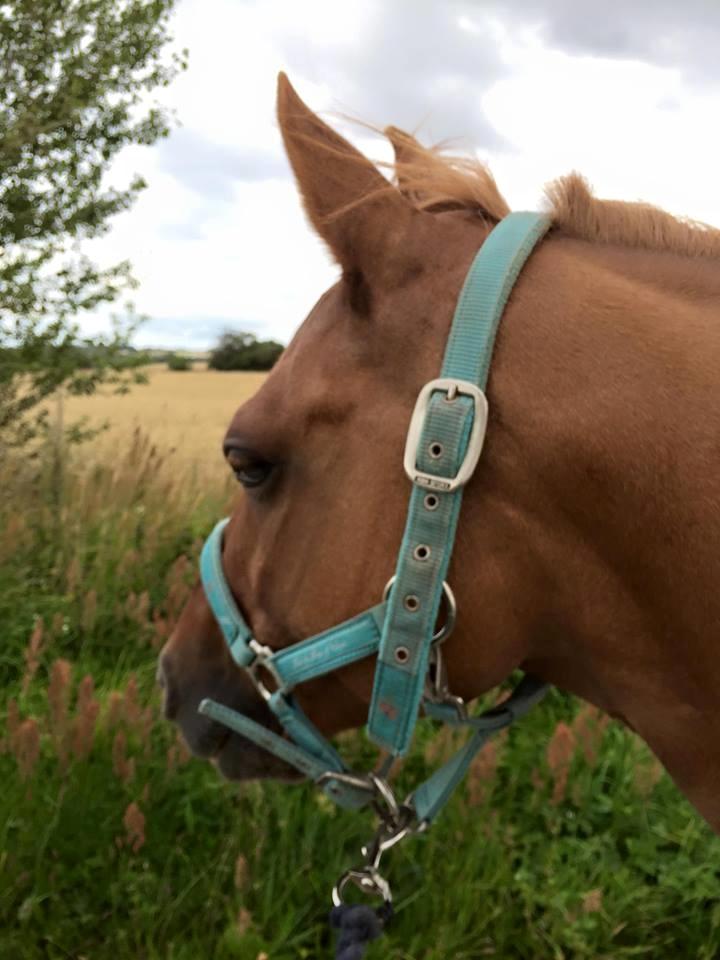 Welsh Partbred (Sec F) Daimler - Gåtur efter stævne. billede 6