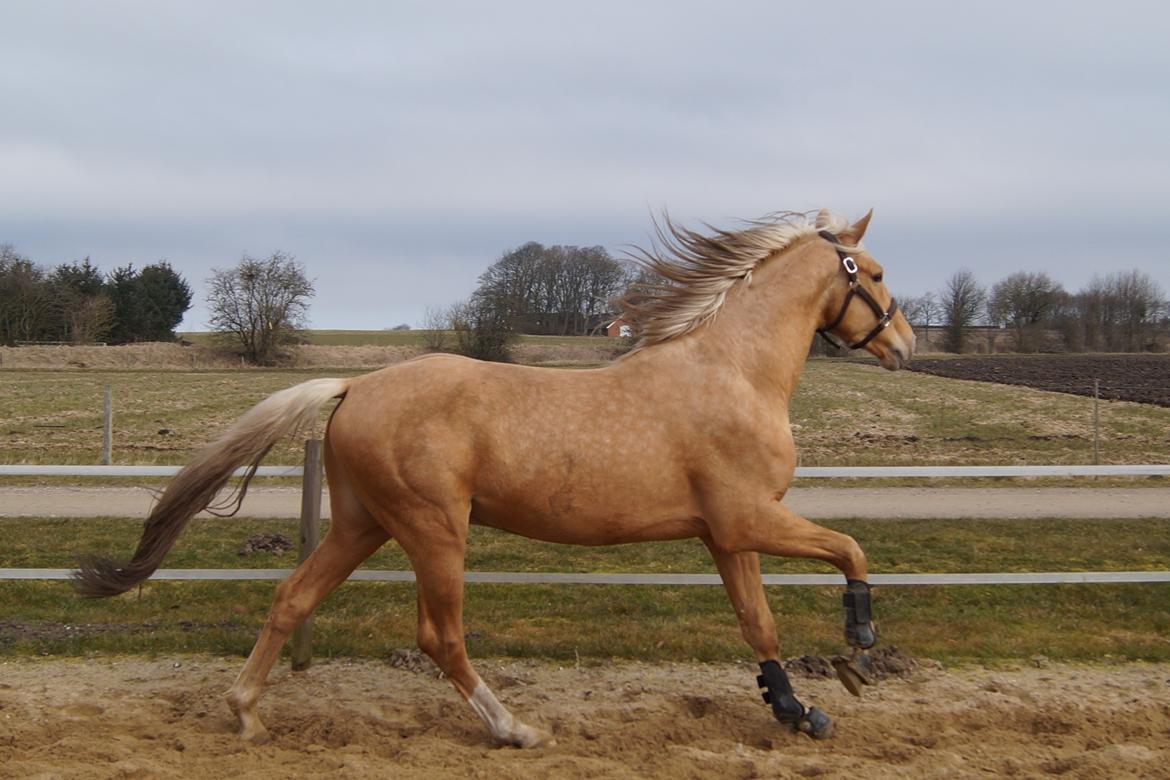 Palomino Hedegaards Colmar Blue billede 12