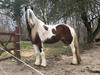 Irish Cob Salamanca (Sally)