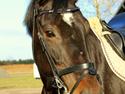 Anden særlig race Bessie