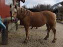 Haflinger Tøsen/Haffi SOLGT