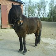 Islænder sindri fra rynkeby