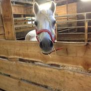 Anden særlig race Lady