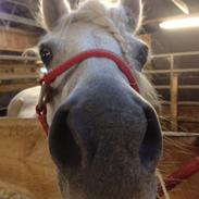 Anden særlig race Lady