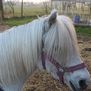 Anden særlig race Lady