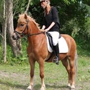 Islænder Svadilfari fra Hindø (Svarri) Tidligere Part