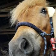 Islænder Svadilfari fra Hindø (Svarri) Tidligere Part