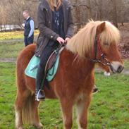 Islænder Svadilfari fra Hindø (Svarri) Tidligere Part