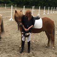 Islænder Svadilfari fra Hindø (Svarri) Tidligere Part