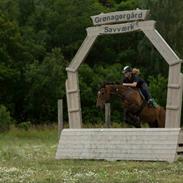 Dansk Varmblod Klosterhedens london-knight