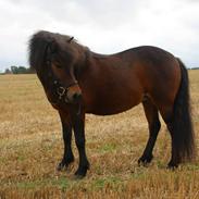 Islænder Hella fra Dalur