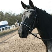 Anden særlig race Medina