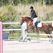 Anden særlig race Red star {Himmelhest} <3