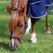 Anden særlig race Red star {Himmelhest} <3