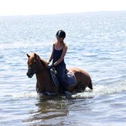 Anden særlig race Red star {Himmelhest} <3