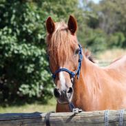 Anden særlig race Red star {Himmelhest} <3