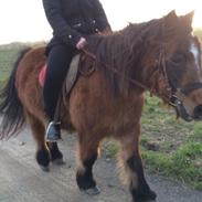 Anden særlig race Buller! :)