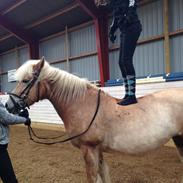 Haflinger Liva