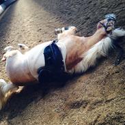 Haflinger Liva