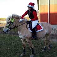 Fjordhest Fiona obkærgård