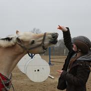 Fjordhest Fiona obkærgård