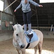 Fjordhest Fiona obkærgård