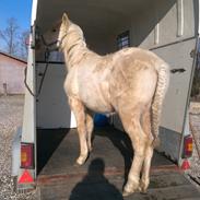 Anden særlig race Himalaya