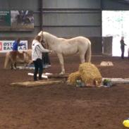 Anden særlig race Himalaya