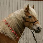 Tyroler Haflinger Waikato