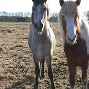 Anden særlig race Snowstorm
