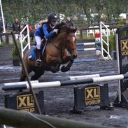 Belgisk Sportspony Icara