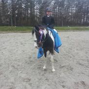 Pinto Svalegårdens Alberte