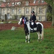 Pinto Svalegårdens Alberte