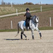 Svensk Sportspony  Uriah Heep A pony