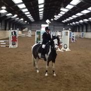 Pinto Svalegårdens Alberte