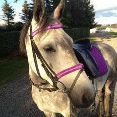 Anden særlig race Karisma 