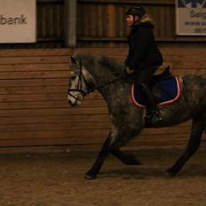 Anden særlig race Lukas - Tidligere rideskolepart