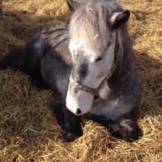 Anden særlig race Lukas - Tidligere rideskolepart