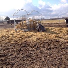 Anden særlig race Lukas - Tidligere rideskolepart