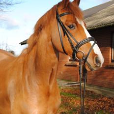 DSP Glerupgaard´s Weis