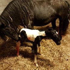 Barockpinto Vinterlilje MBM