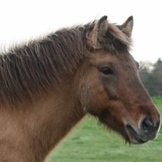 Islænder Esja fra innriskejabbrekku