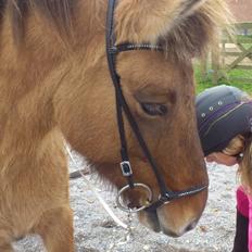 Islænder Esja fra innriskejabbrekku