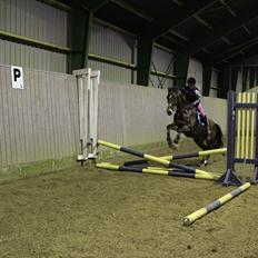 Tysk Sportspony Burghof´s voyager